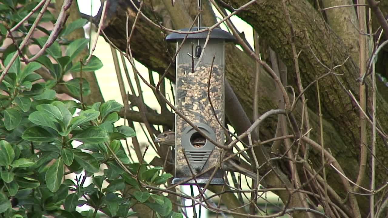 gorriones alimentándose de bolas gordas que cuelgan de un árbol en un jardín en la ciudad de oakham, en el condado de rutland