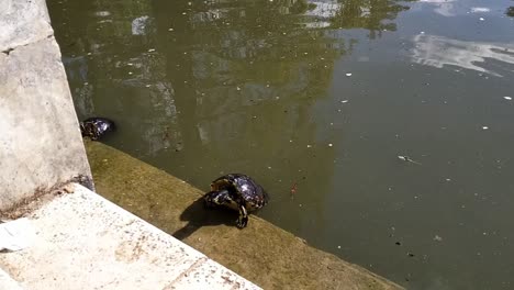 Zwei-Schildkröten-In-Einem-Teich-Mit-Grünem-Wasser-Gesehen