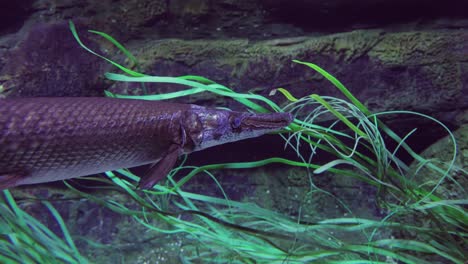 Fisch-Langnasengar-(lepisosteus-Osseus),-Auch-Bekannt-Als-Langnasengarpike-Und-Billy-Gar,-Ist-Ein-Rochenfisch-Aus-Der-Familie-Der-Lepisosteidae.