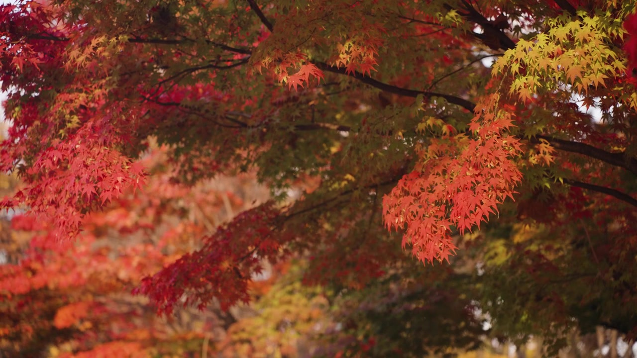 韓国ソウル市瑞草区にある良才市民の森の豊かな公園の紅葉