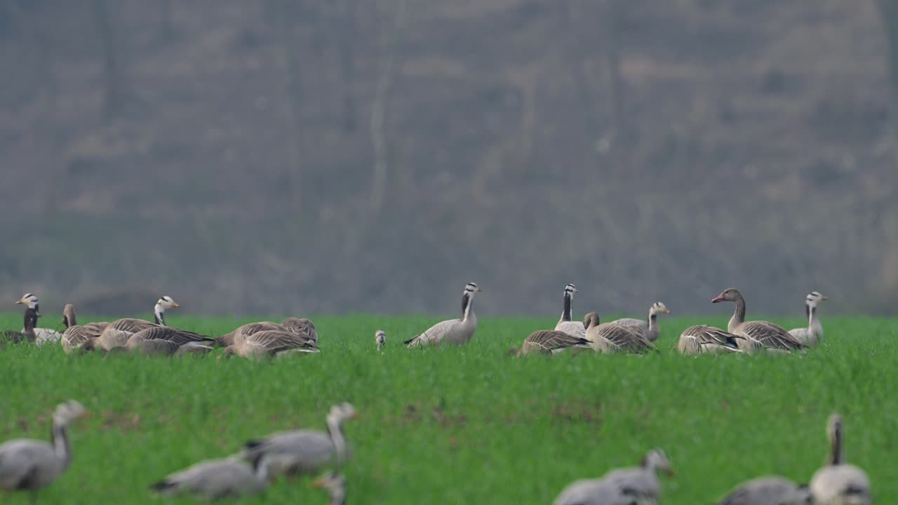 стадо барных гусей и серых гусей на пшеничном поле