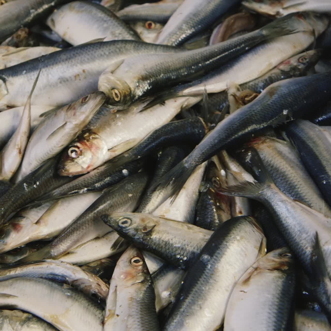 recipiente grande con arenque 1