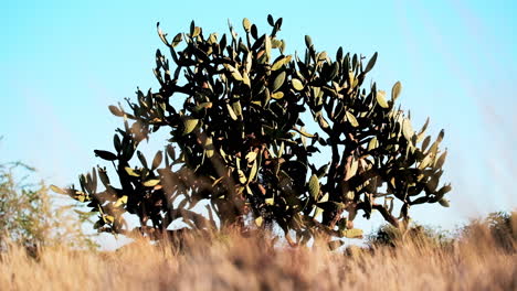 big prickly pear cactus tree opuntia ficus-indica in arid landscape, low angle