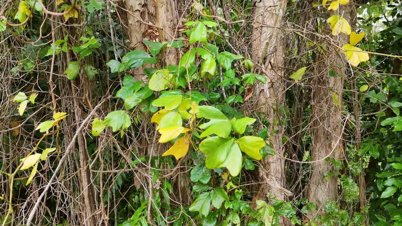 Dense green and yellow foliage covers tree trunks in a vibrant forest setting, captured in natural daylight