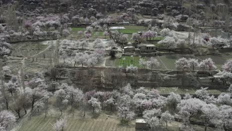 Aerial-View-Cherry-Blossom-Trees-On-Valley-Floor-In-Skardu,-Gilgit-Baltistan