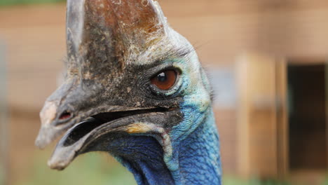 Portrait-of-an-exotic-flightless-cassowary-bird