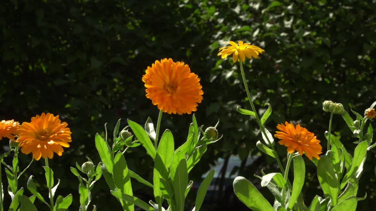 las flores de caléndula