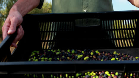 happy man holding harvested olives in basket 4k