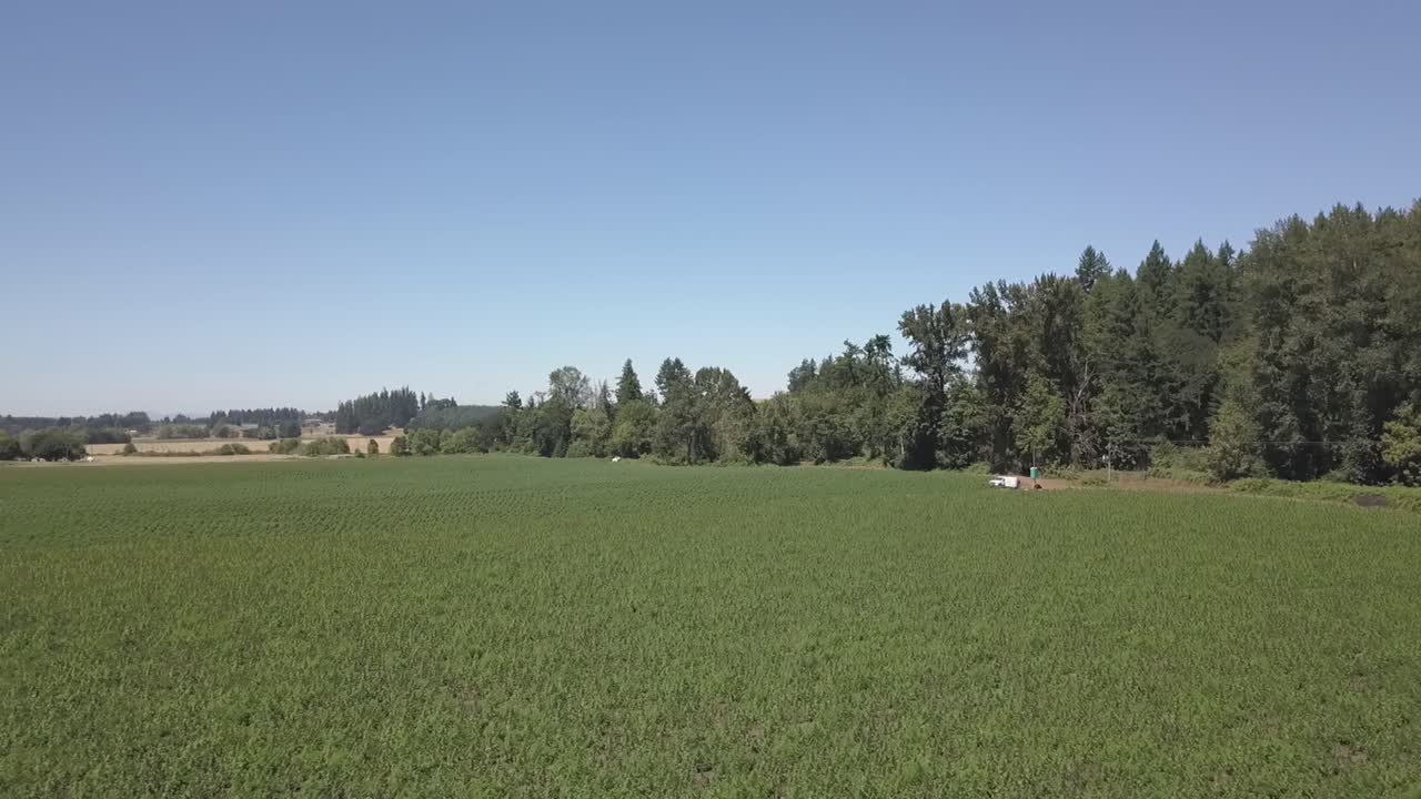 campo de cáñamo industrial cultivado en filas con múltiples cultivares y cepas vista aérea drone 4k tiro en agosto de 2019 en oregon