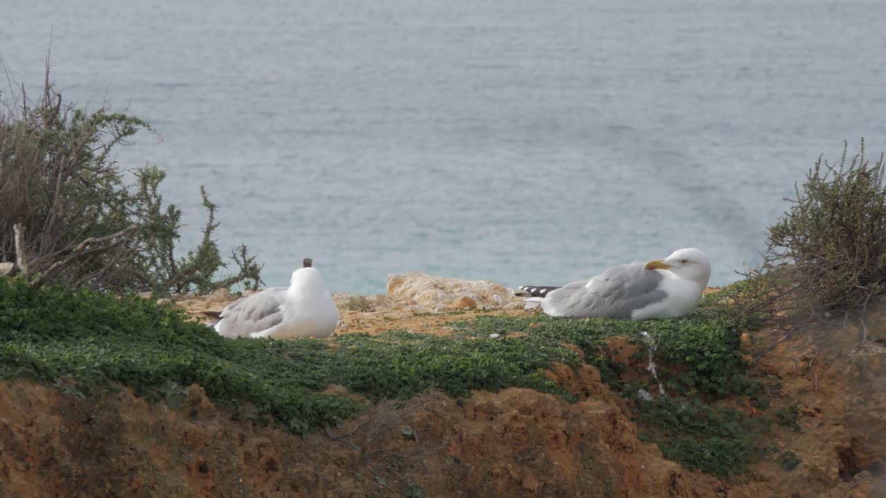 Due gabbiani a riposo con l'oceano sullo sfondo, su una scogliera a Portimão.
