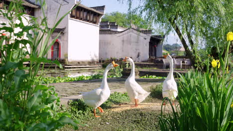 Arquitectura-De-Estilo-Chino,-Arquitectura-De-Estilo-Hui-En-La-Ciudad-De-Agua-De-Jiangnan