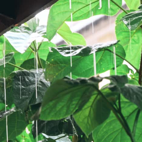 las fuertes lluvias del bosque tropical.