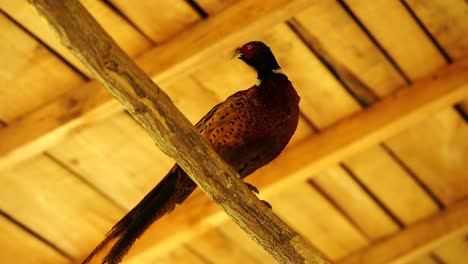 macho faisán parado en el techo de madera, hermoso pájaro mirando alrededor
