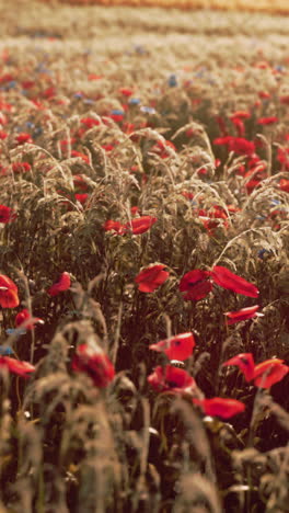 amapolas rojas en un campo