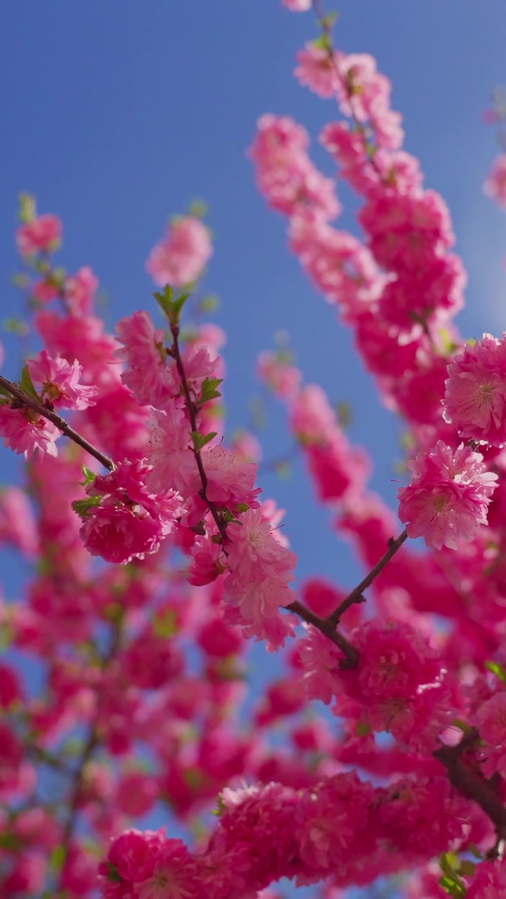 Vibrant pink blossoms fill the frame. Branches sway gently against a clear blue sky. Petals glow with spring's vivid energy. Nature's beauty is captured in soft, focused detail