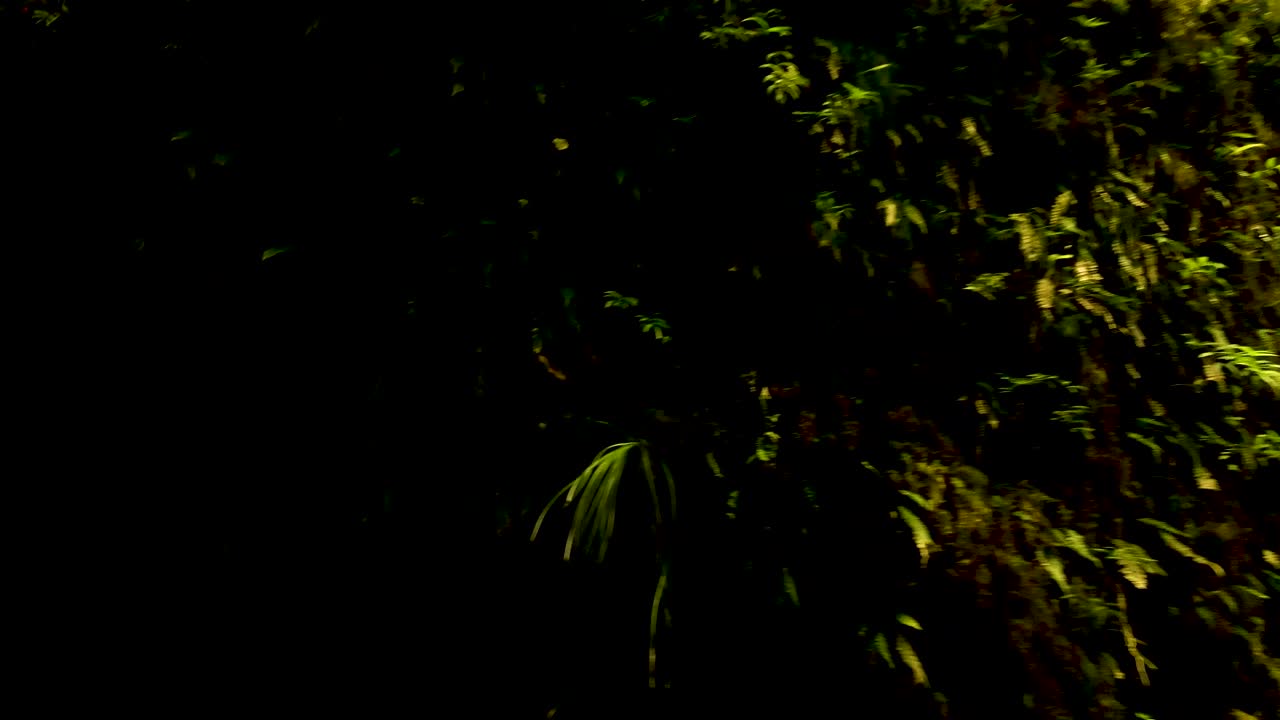 cerrar la bandeja a la izquierda de la pared rocosa cubierta de vegetación verde y densa durante el día