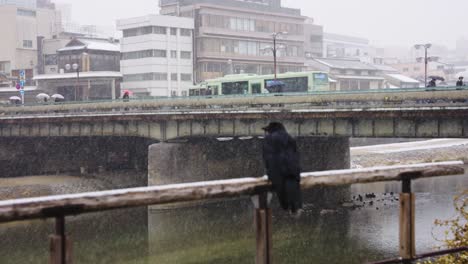 kamogawa bridge in the snow, japanese crow sheltering from cold winter