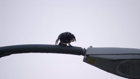 black bird perched on a streetlight flying away in slow motion