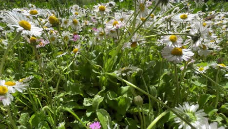 Tracking-shot-through-a-field-of-small-wild-daisy-flowers