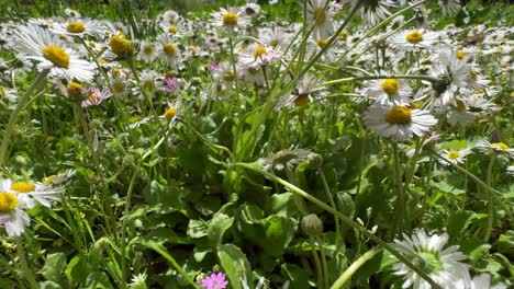 Kamerafahrt-Durch-Ein-Feld-Mit-Kleinen-Wilden-Gänseblümchen