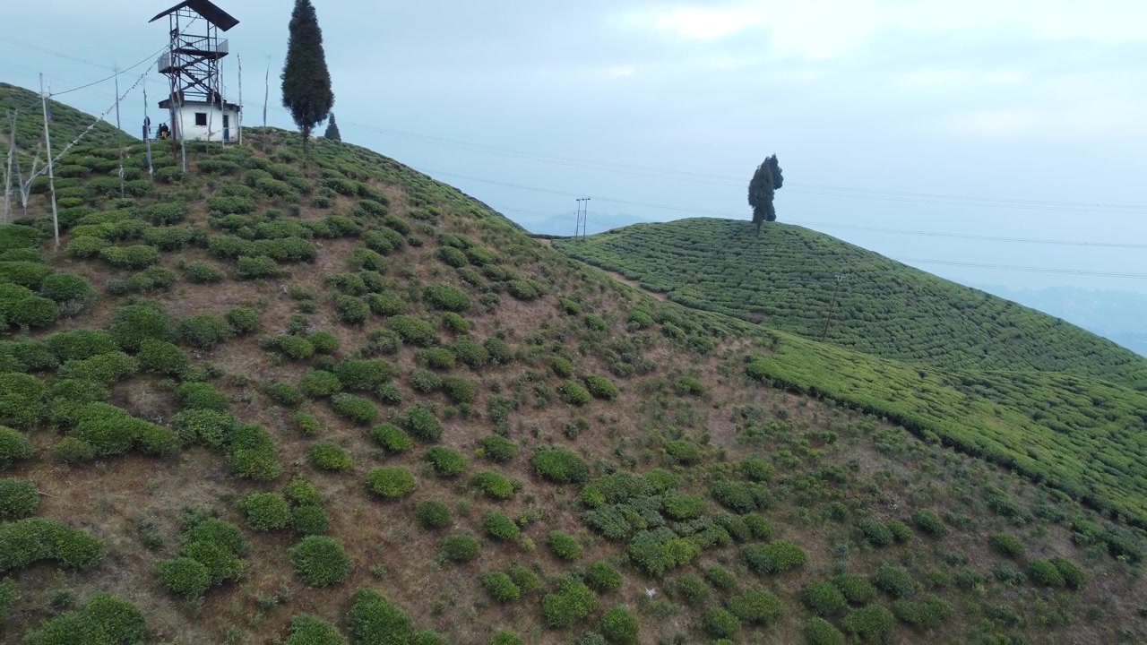 Riprese con drone della piantagione di tè di Mirik