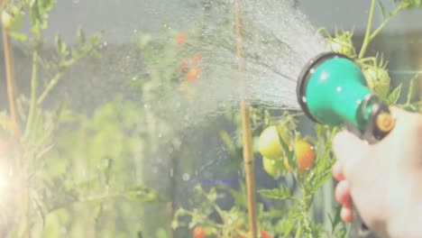 Spot-of-light-against-close-up-of-a-person's-hand-watering-plants-in-the-garden