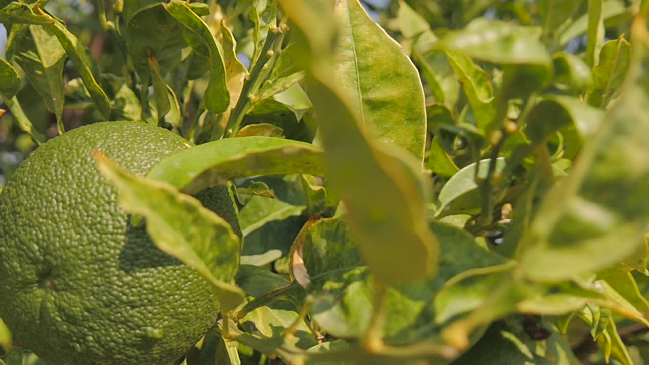 Lime Tree Close Up Sunny Day Summer