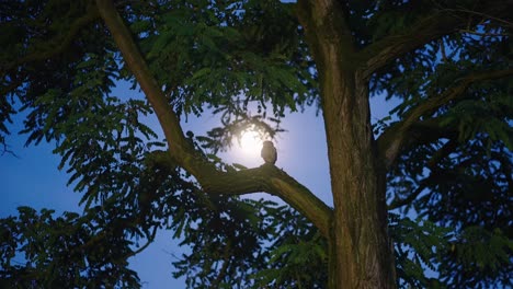 little owl perched climbing up tree branch on moonlit sky