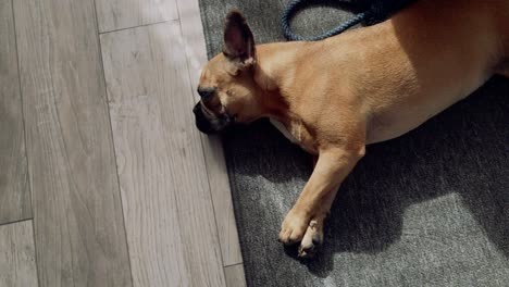 a small sweet french bulldog lies on the floor on a grey carpet in the house, drags out and looks at the lens, is curious about the whole situation