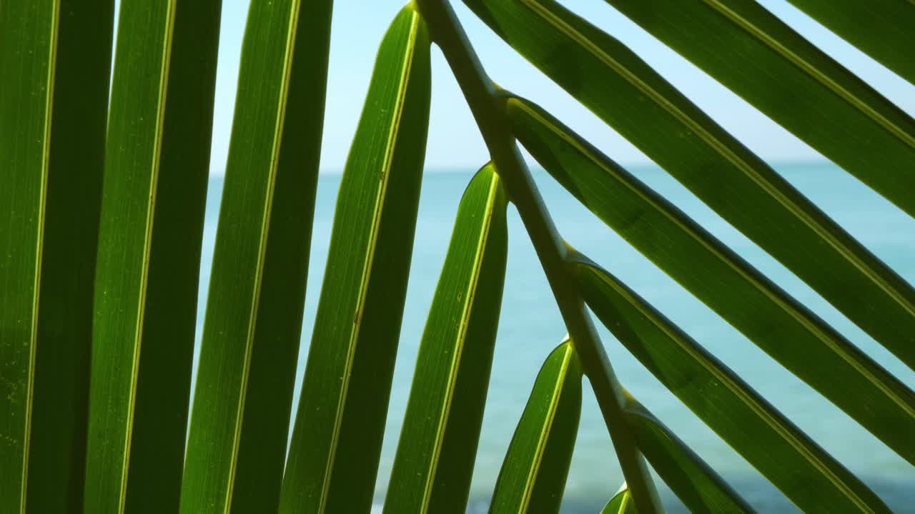 primer plano de hoja de palmera con el océano en segundo plano.