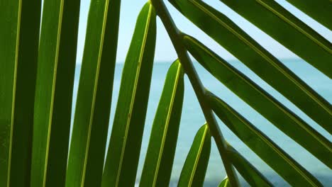 close up shot of palm tree leaf with ocean in background