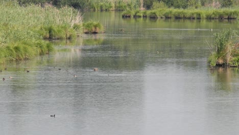 Muchos-Patos-Y-Otras-Aves-Nadando-En-Un-Lago-Tranquilo-Y-Buceando-En-Busca-De-Comida-En-Un-Caluroso-Día-De-Verano