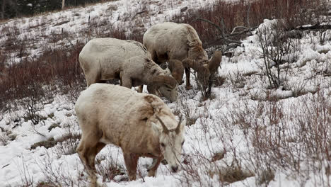 bighorn sheep ram and ewe feeding on the snowy slopes at winter in alberta, canada