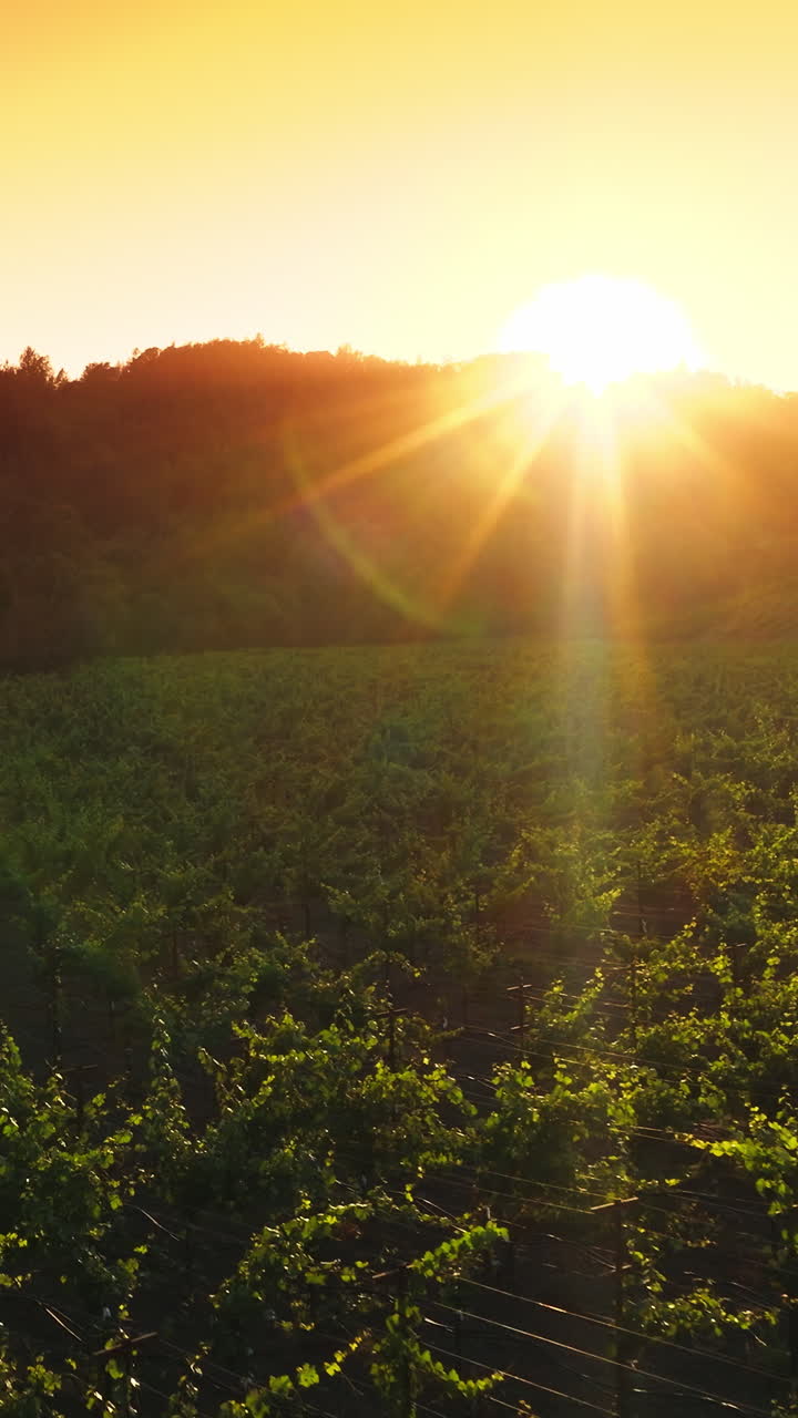 Green bushes of vine in the sunrays at sundown. Vine valley surrounded by thick woods. Aerial view. Vertical video