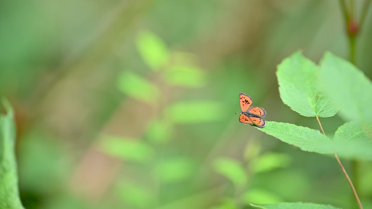 Close-up A Green copper butterflies perched on vibrant green leaves.