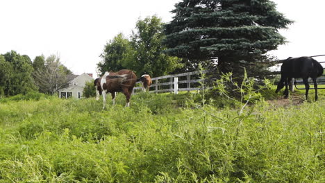 beautiful horses on an overgrown green pasture