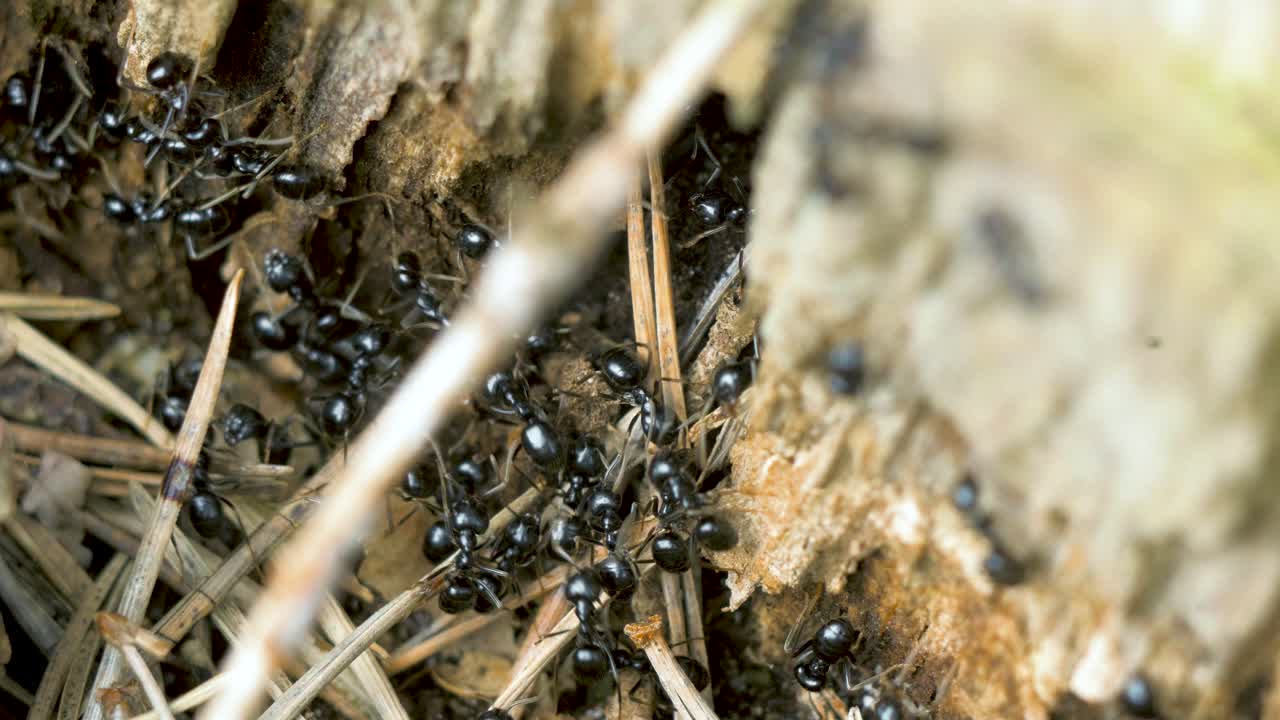 Silky ants move on the nest, anthill with silky ants in spring, work and life of ants in an anthill, sunny day, closeup macro shot, shallow depth of field