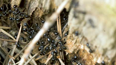 silky ants move on the nest, anthill with silky ants in spring, work and life of ants in an anthill, sunny day, closeup macro shot, shallow depth of field