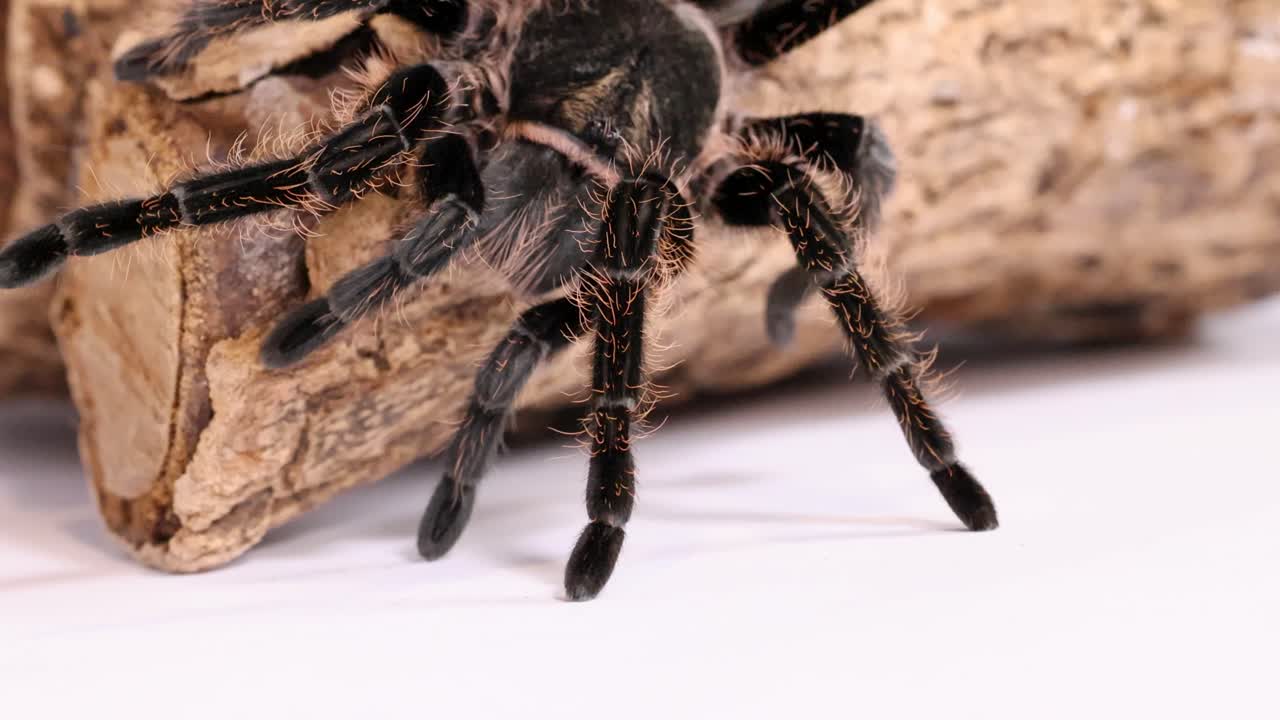 Detaylı bir makro çekimde, tüylü siyah bir tarantulanın dokulu bir kütük üzerinde yavaşça hareket ettiği görülüyor