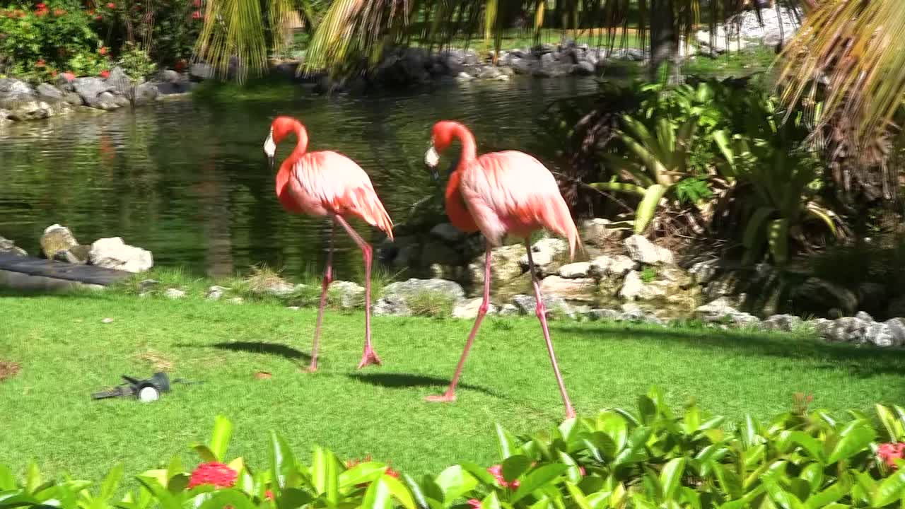 A pair of flamingos walk beside a pond, when one stumbles into a flower garden.