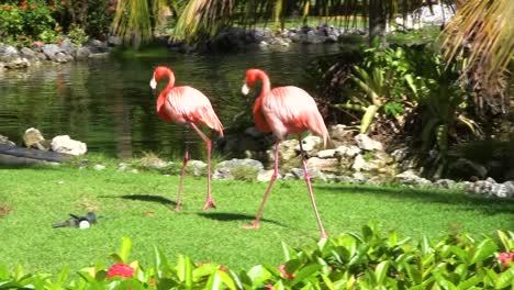 a pair of flamingos walk beside a pond, when one stumbles into a flower garden.