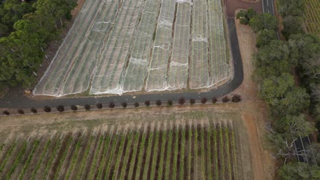 fotografía aérea de arriba hacia abajo de un campo de viñedos cubierto con una red grande, protección contra los pájaros que recogen animales