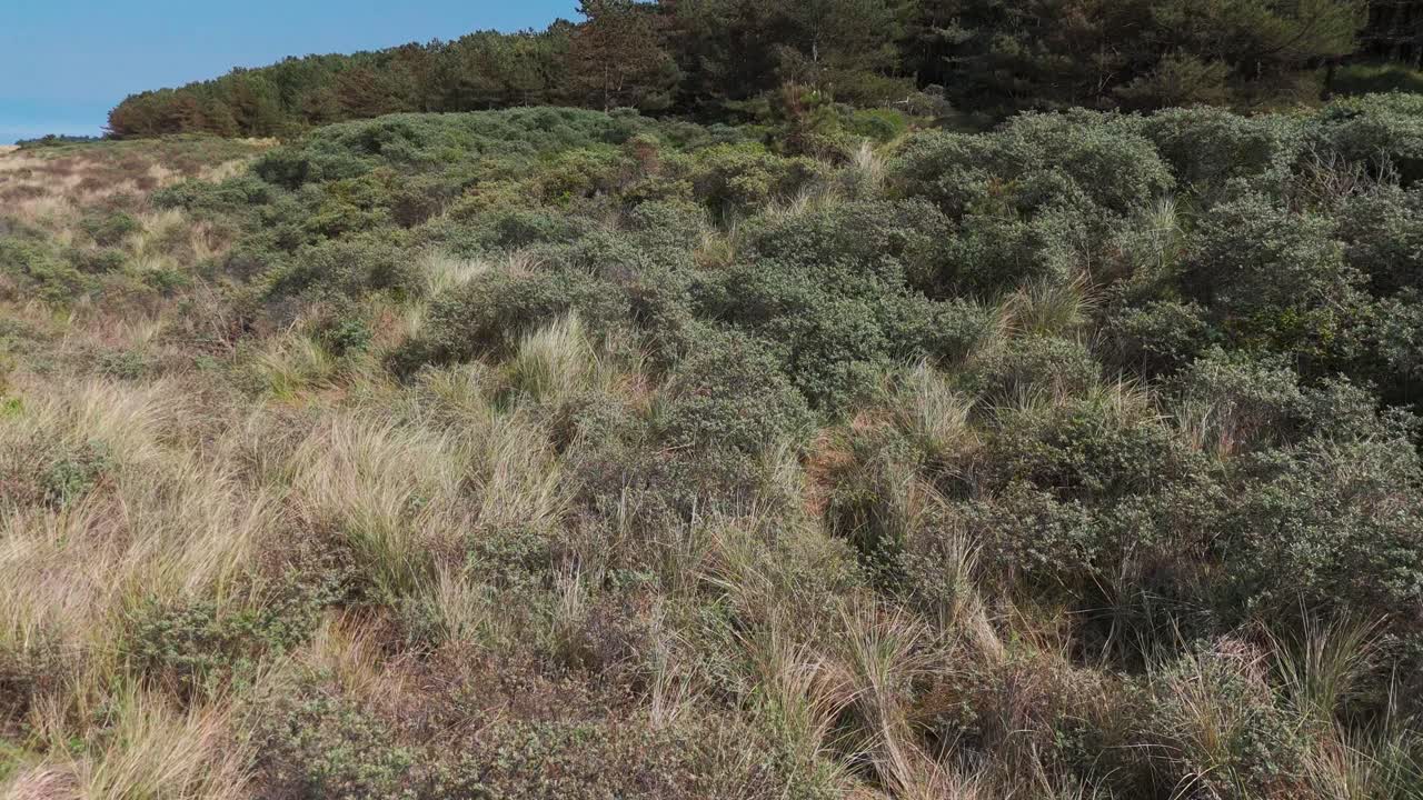 Sunlit coastal landscape with dunes and a forest backdrop in Norfolk, UK