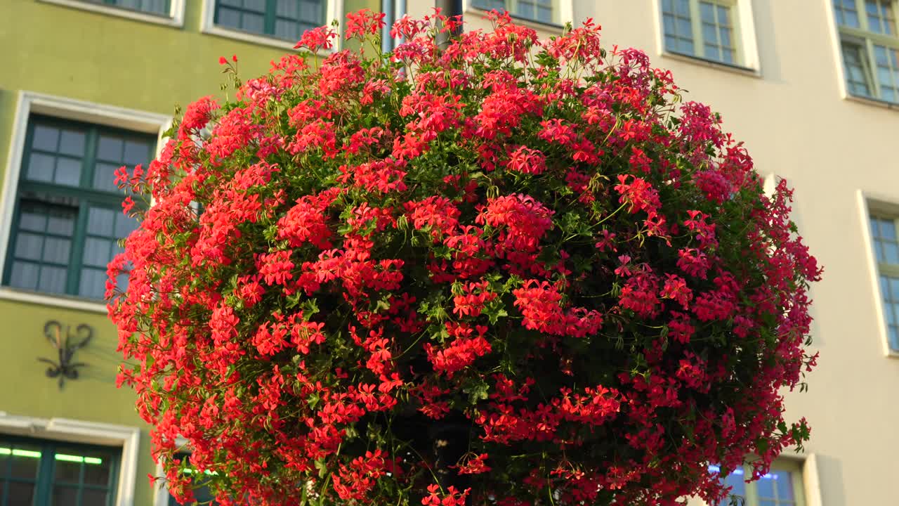 Charming street with colourful buildings and red flowers in Gdansk city centre
