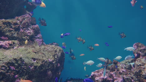 colorful tropical fish swimming by the corals -uminomori aquarium, japan -wide