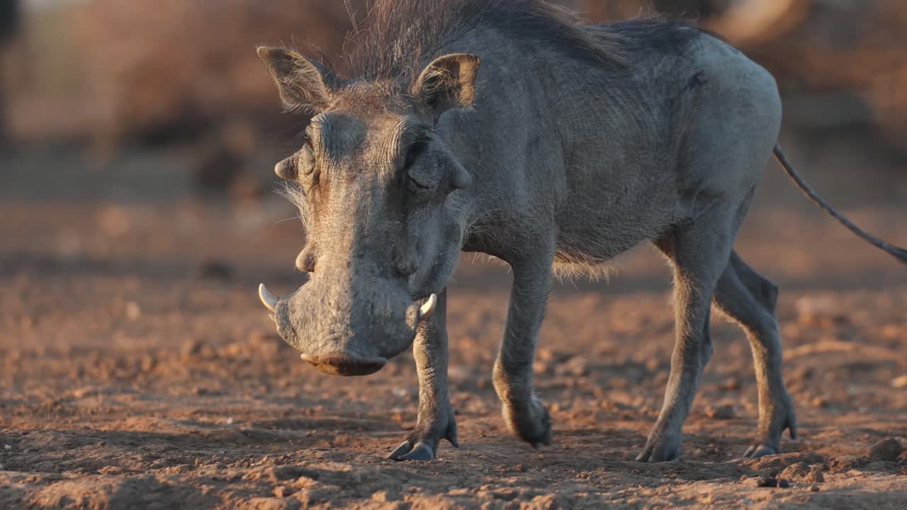 Medium shot of a male warthog arriving at a muddy waterhole for a drink, Mashatu Game Reserve