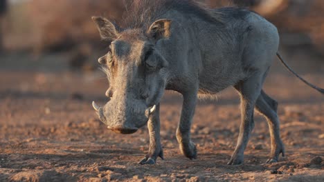 medium shot of a male warthog arriving at a muddy waterhole for a drink, mashatu game reserve