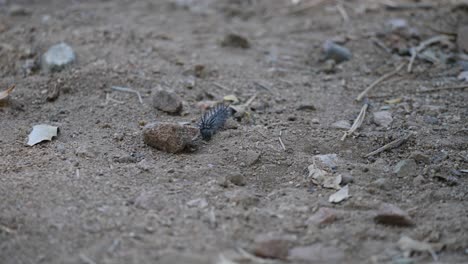 Black-spiny-mourning-cloak-caterpillar-crawls-approaching-through-the-dirt