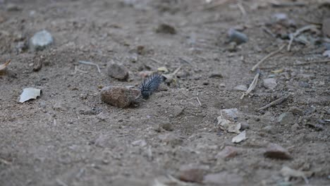 la oruga negra espinosa del manto de luto se arrastra acercándose a través de la suciedad