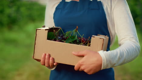manos sosteniendo caja de jardín con cerezas frescas en la plantación de frutas de la agricultura.